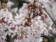 鎌倉生まれの「玉縄桜」見ごろに－県立大船フラワーセンター
