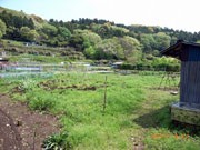 北鎌倉の自然農園で「土のヨガ」講座－摘んだ野草を使った薬膳ごはんも