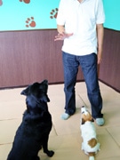 茅ヶ崎に犬の学童保育「パル湘南」－介護支援・ホテル利用も