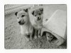 ただのいぬ。展