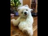 ザ・シンガポール・テディベア・ショー開催－テディベア製作デモも