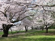 昭和記念公園で「桜コンシェルジェ展」－国立市の魅力も紹介