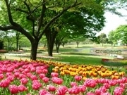 昭和記念公園「はるいろものがたり」－3～6月開花の花をリレー紹介