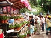 大学通り緑地帯で「くにたち朝顔市」－希少な江戸風鈴の販売も