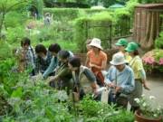 昭和記念公園で「ハーブフェスタ」―ガイドツアーや寄せ植えのレクチャーも