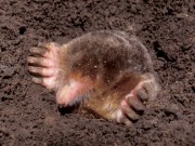 多摩動物公園で「モグラサミット2009」－公開シンポジウム参加者募る