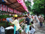 夏の風物詩「くにたち朝顔市」－浴衣の来場者に鉢植えの割引特典も