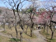国立・谷保天満宮で恒例「梅祭り」－「野だて」も開催