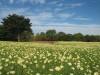 昭和記念公園「コスモスまつり」
