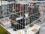 高崎で「ネコとイヌの里親さがし」36匹中9匹に里親が