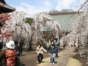 高崎・慈眼寺「しだれ桜」が満開に－見ごろ、今週末まで