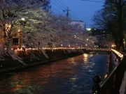 ライトアップ中の広瀬川、ほとりの桜満開に－前橋