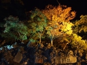 紅葉した木々のライトアップ、いよいよ点灯－高崎・洞窟観音