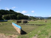 高崎で「天日干し」のコシヒカリ－山間の棚田に「はんで」の珍百景