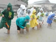 春吉ブランド、純米酒「晴好の風」製造開始－今年も田植えから