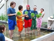 天神・イムズ屋上で田植え－ケン坊田中さんらが番組企画で