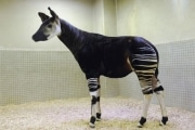 上野動物園にオカピ来園－よこはま動物園とオカピの交換