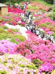 根津神社「つつじまつり」が見ごろに－50種3,000株咲きほこる