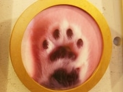 谷中のカフェで「猫の肉球」写真展－キャトグラファーの板東寛司さん