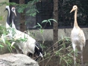 タンチョウの赤ちゃん、両親に見守られながら元気に成長中－上野動物園