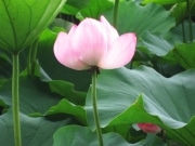 上野公園・不忍池のハスの花が開花－8月上旬に満開の見通し