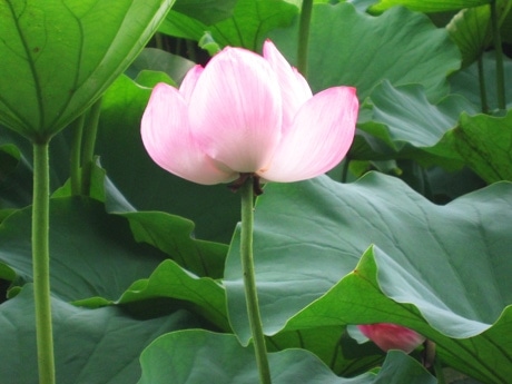 上野公園・不忍池のハスの花が開花－8月上旬に満開の見通し