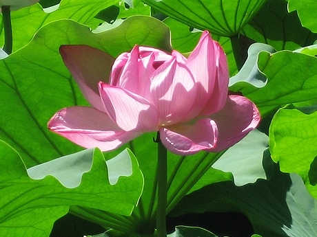 上野公園・不忍池のハスが見ごろに－ピンク色の花が次々に開花
