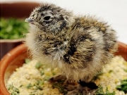 上野動物園で「スバールバルライチョウ」の人工ふ化成功－日本初
