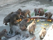 上野動物園のサル山で「ゆず湯」イベント－かんきつ類振る舞う