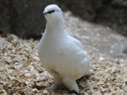 スバールバルライチョウ、上野動物園で日本初公開