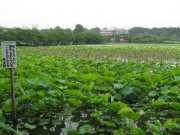 上野公園・不忍池、ハスの葉で緑色に染まり始める－開花は7月末ごろに