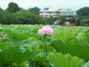 上野公園・不忍池のハスの花、開花始まる－満開見込みは8月上旬