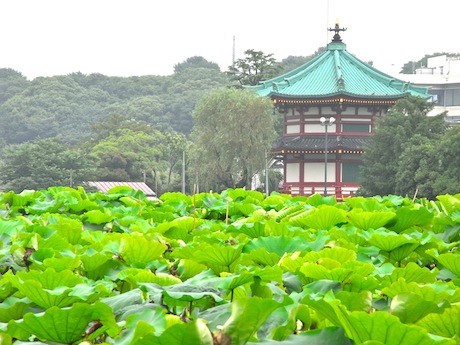 上野公園・不忍池のハスの葉、水面を埋め尽くす－開花・見ごろは7月下旬ごろ