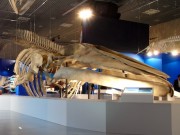国立科学博物館で「大ほ乳類展　海のなかまたち」－25メートルのシロナガスクジラも