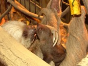 上野動物園でナマケモノが超高齢出産－赤ちゃんは生後2週間で息を引き取る