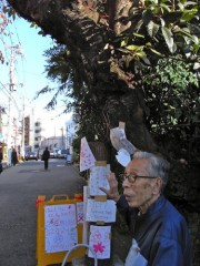 谷中・夕やけだんだん上の大島桜、伐採延期－樹齢60年、反対運動実る