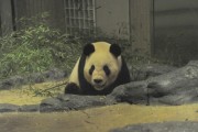 上野動物園のジャイアントパンダ、検疫完了－体調も良好、屋外運動場にも