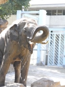 アジアゾウの餌が新鮮に－ジャイアントパンダの食べ残しをペロリ