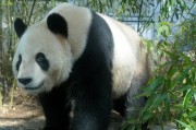 上野動物園のジャイアントパンダ、名前決まる、一般公開は3月22日