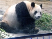 上野動物園、ジャイアントパンダの餌にタケノコ加える－ふんの色も変化