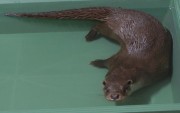 アクアマリンふくしまから避難中のユーラシアカワウソ、上野動物園で展示始まる