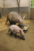 上野動物園、ツチブタの赤ちゃんを公開－活発に動き回るのは16時ごろ