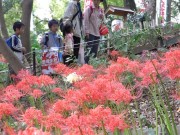 上野公園で彼岸花が見頃に－アマチュアカメラマン・親子連れなどでにぎわい