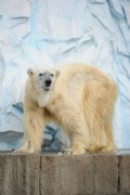 上野動物園にホッキョクグマ新施設－水中の行動も見学も可能に