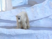 上野動物園のホッキョクグマ舎が改修－プールと陸地に階段を設置