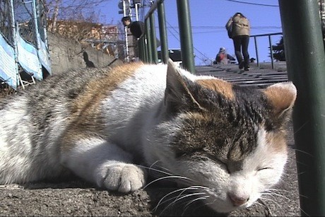 「谷中のら猫ラプソディー」、定期上映始まる－毎月ニャンニャンの日に