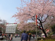 上野公園の桜が一部見頃に－東京都心の開花は31日の予想