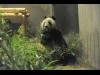上野動物園のジャイアントパンダ、検疫完了－体調も良好、屋外運動場にも
