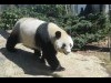 上野動物園のジャイアントパンダ、名前決まる、一般公開は3月22日