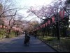 上野公園の桜が一部見頃に－例年より開花遅く、満開は4月7日ごろ